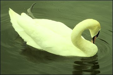 Swan