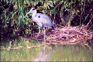 A grey heron on the Grand Union Canal