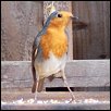  A robin in a Golborne garden